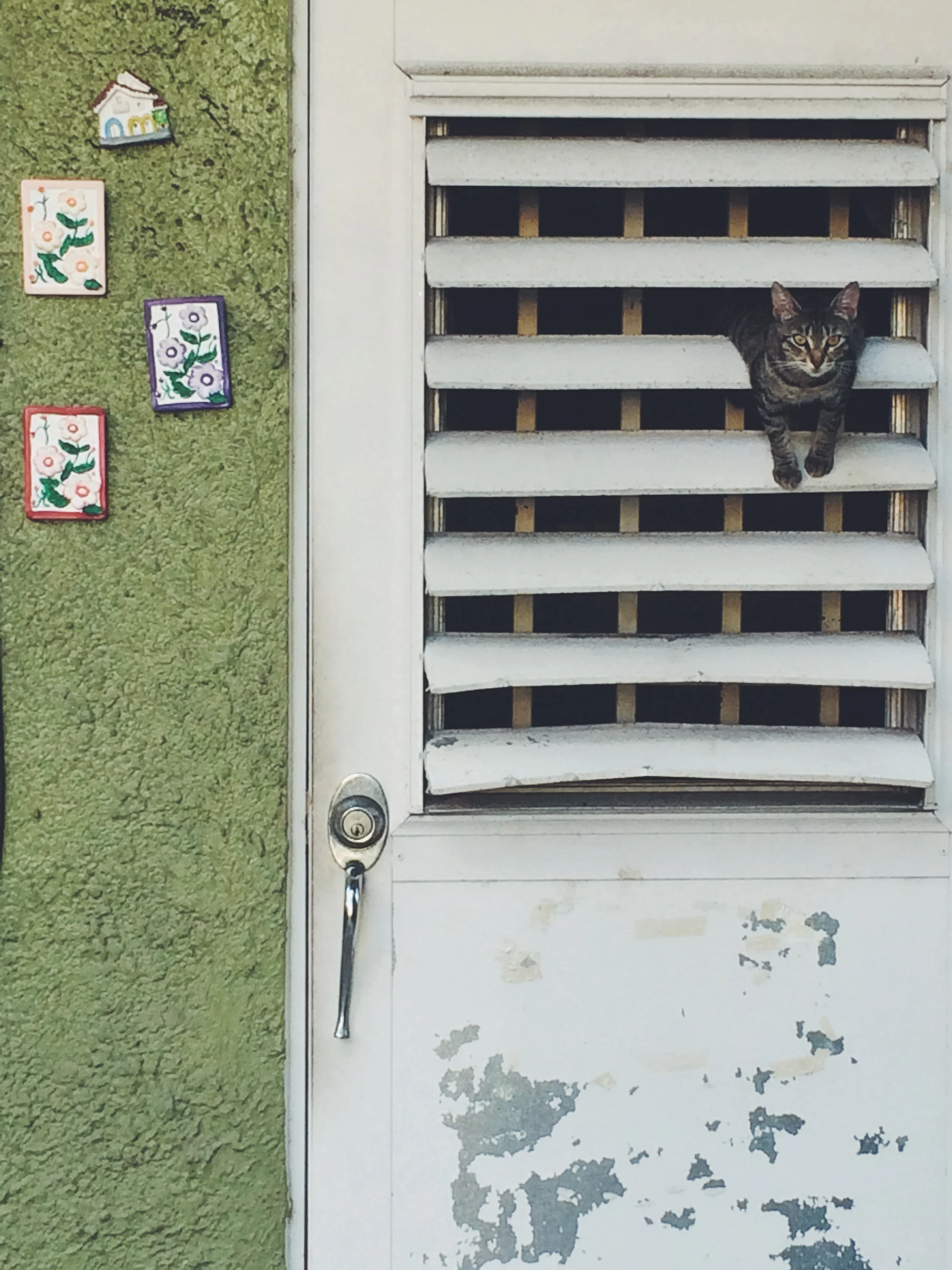 Valentina, la gata de mi vecina.