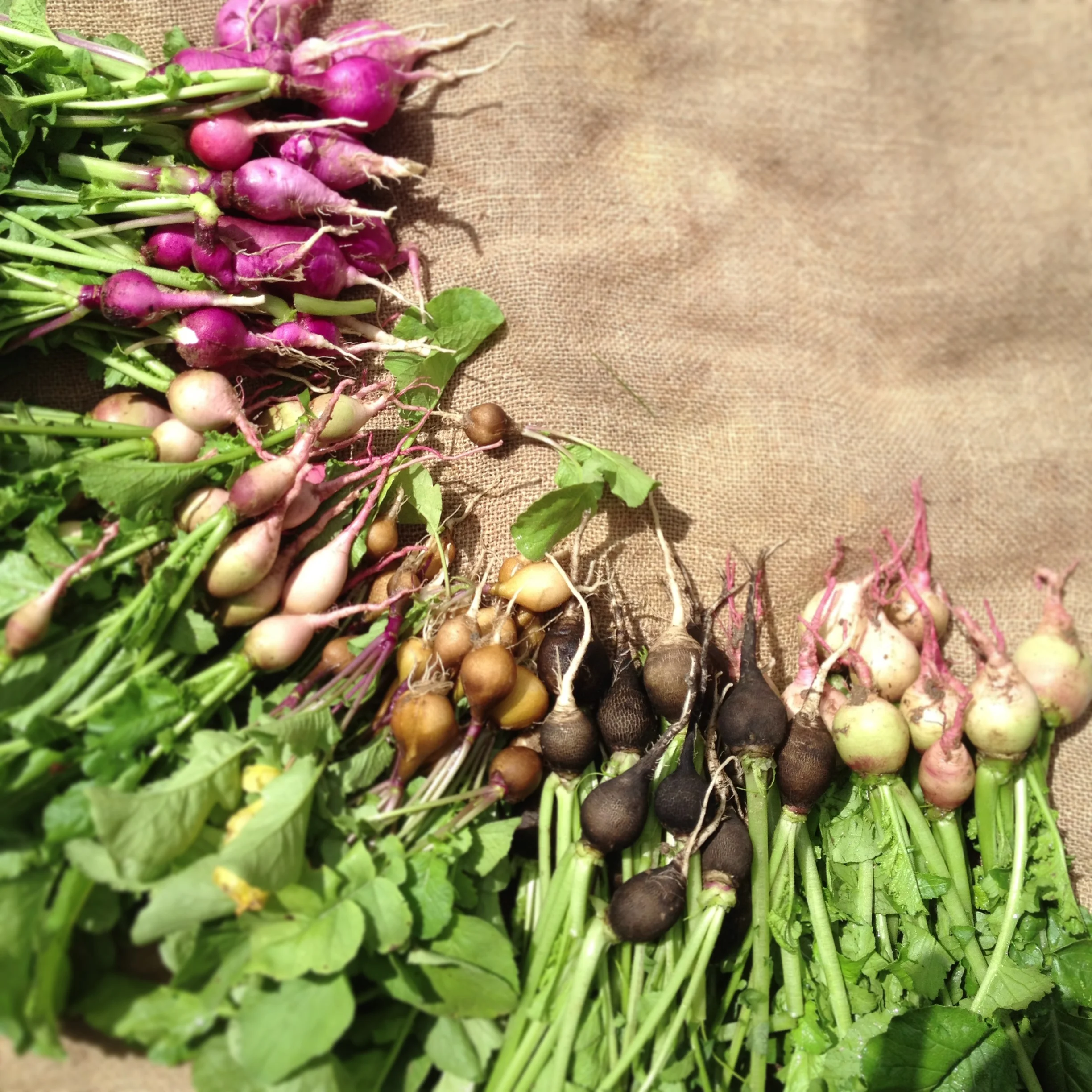 Dani y Siembra Tres Vidas