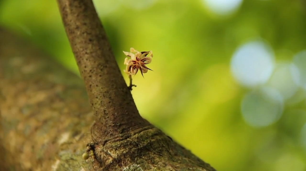 Jeanmarie Chocolat / Proyecto País