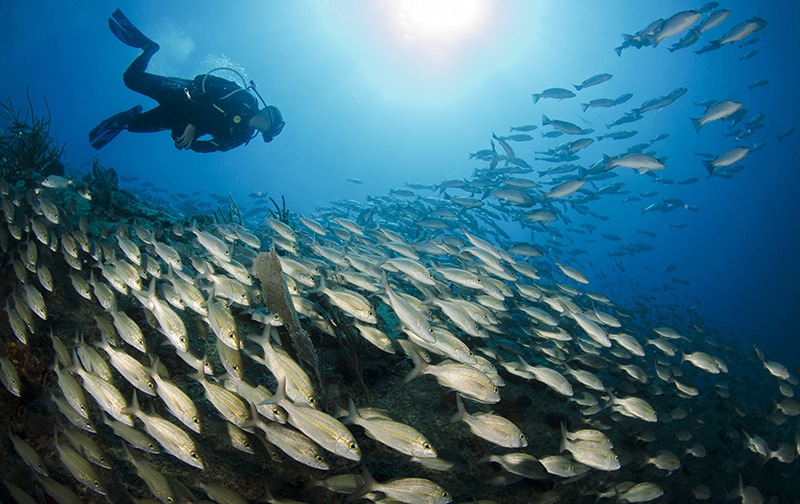 Jan Paul debajo del agua