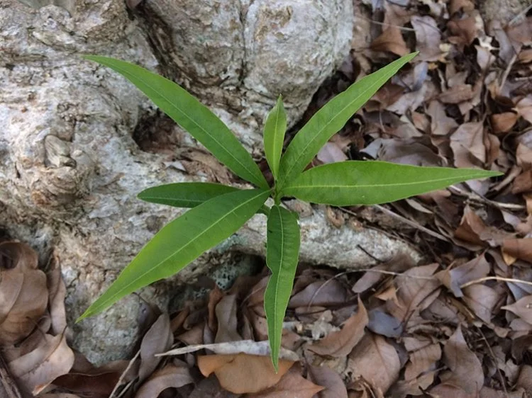 Ciudadanos del Caribe: Reforestando la comunidad