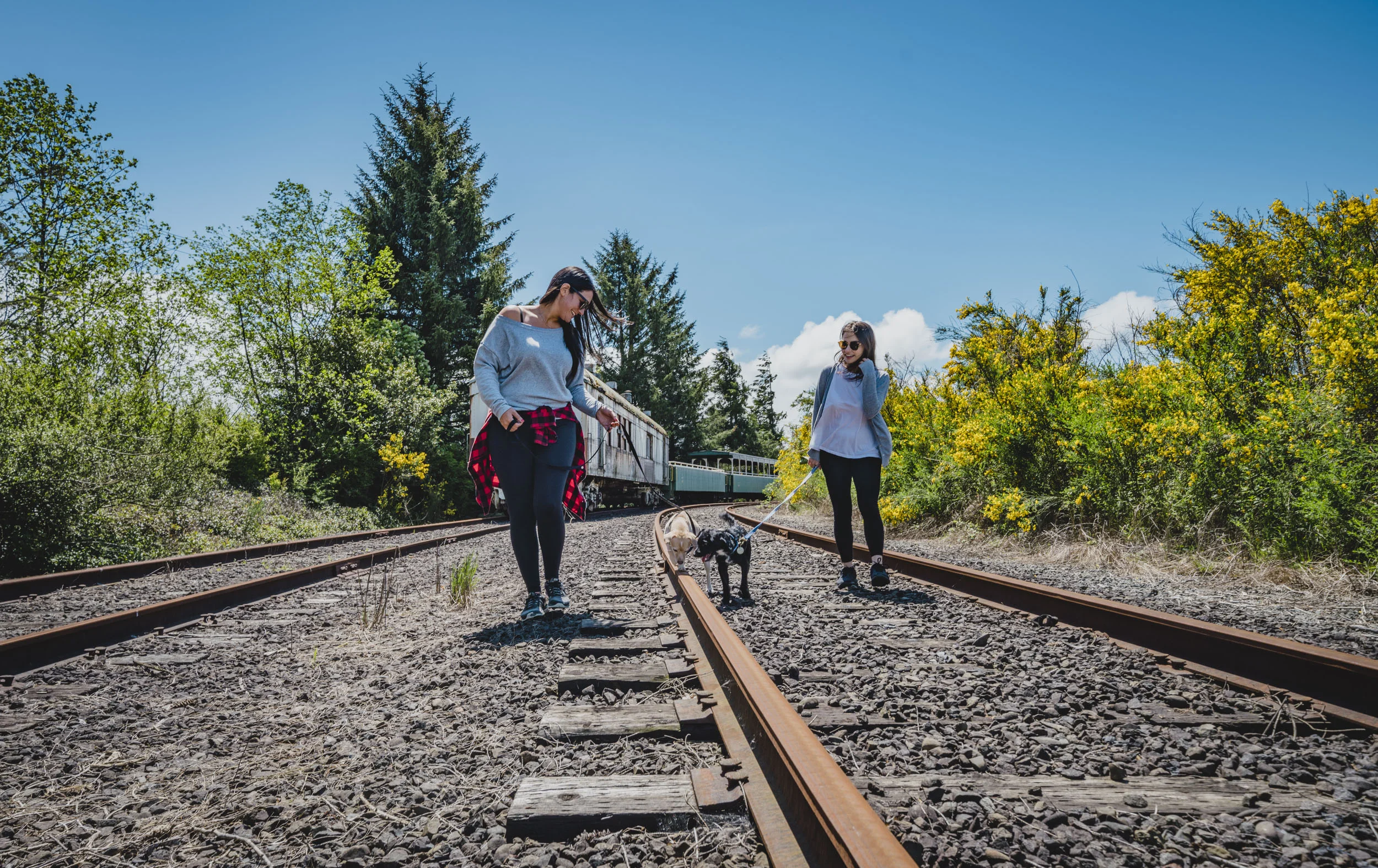 Dos satos en Portland&nbsp;