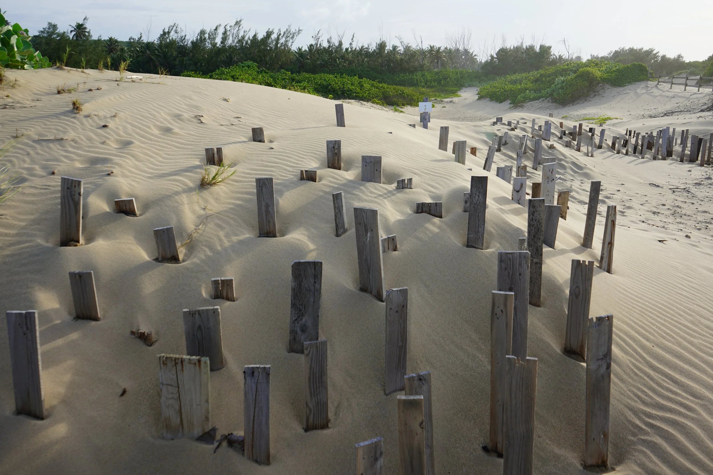 Dunas en Isabela.JPG (Copy)