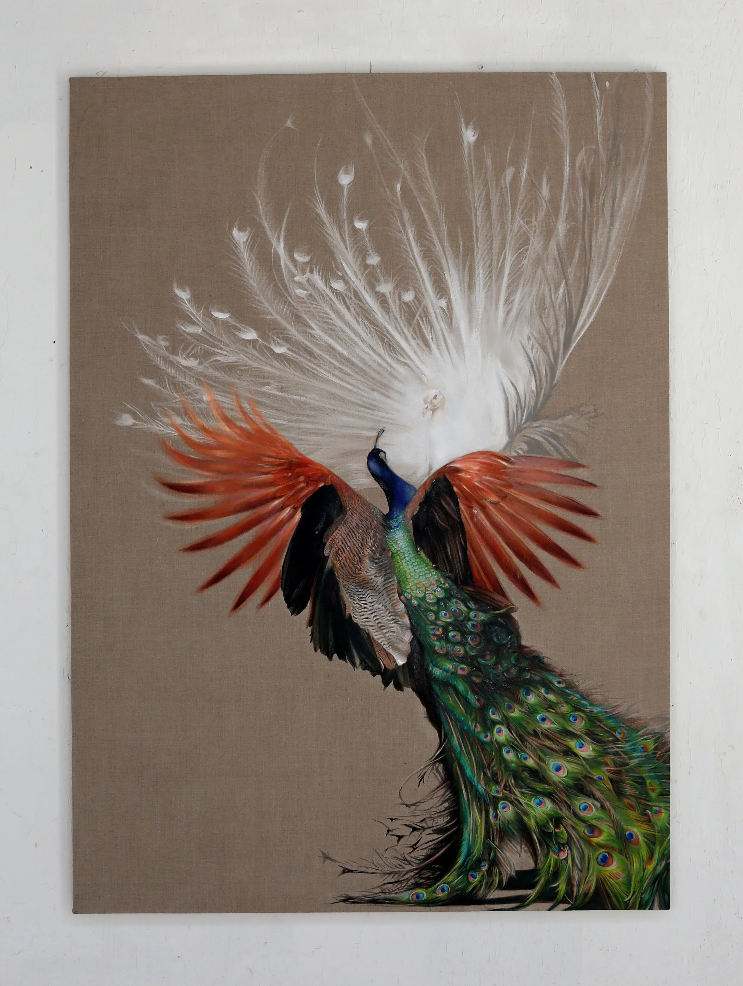 Chroma Peacock. Oil on canvas. 50 x 70"