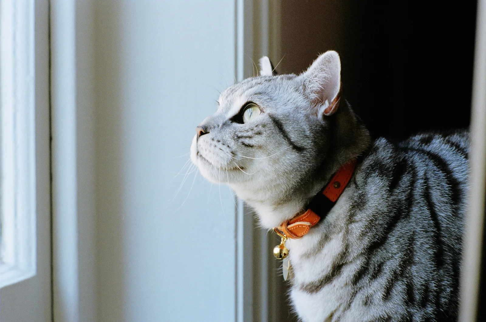 Luxury Cat Collars UK