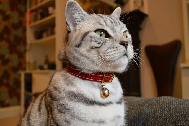 Luxury cat collar