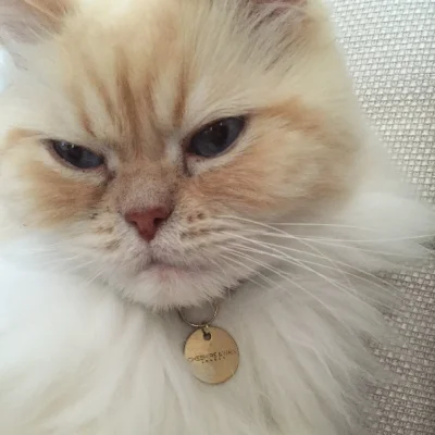 Catty