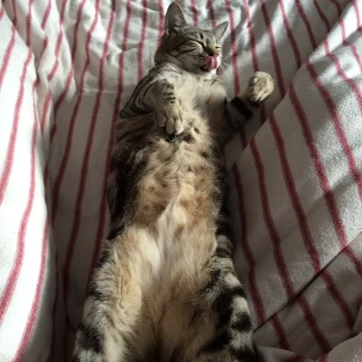 FINN