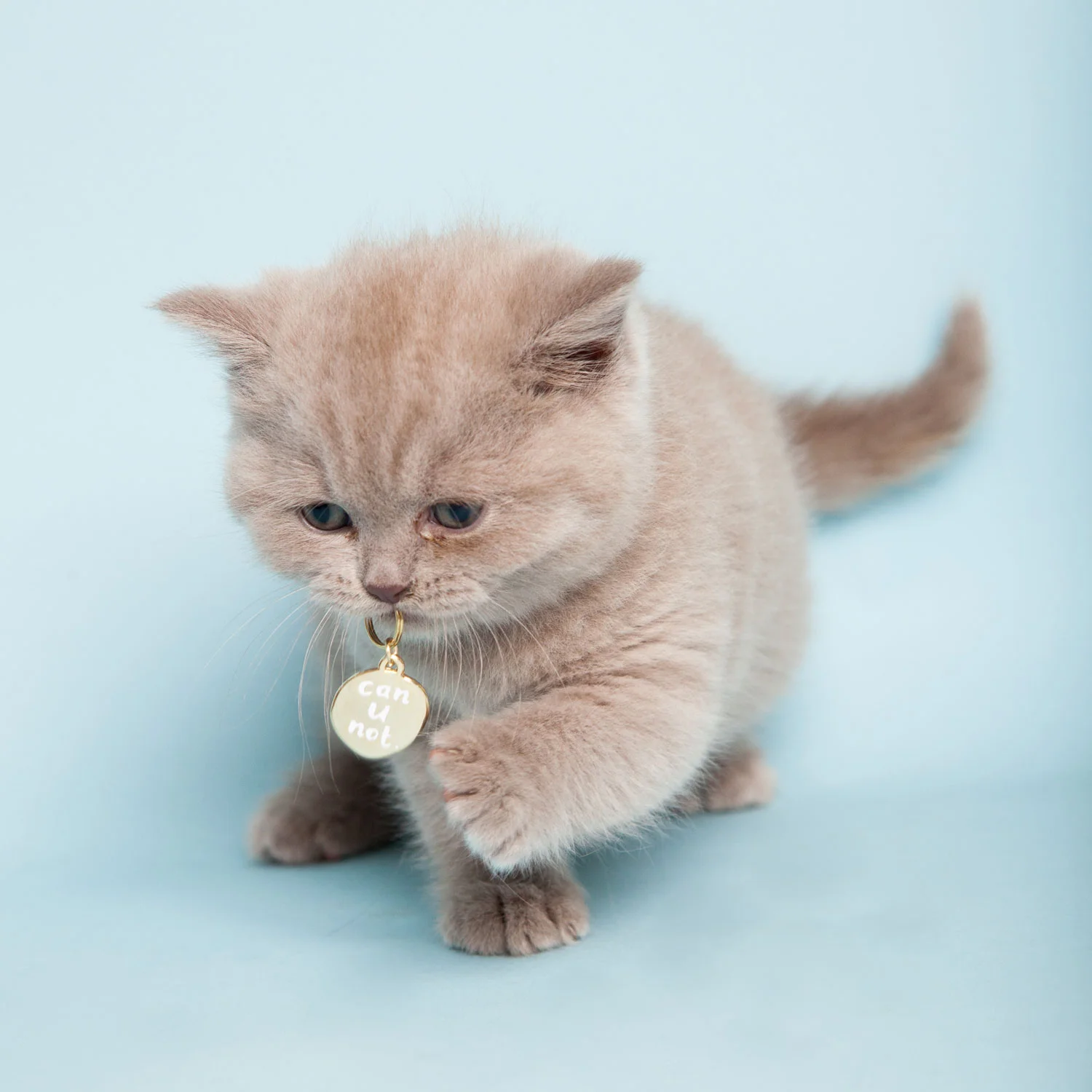 kitten-can-u-not.jpg