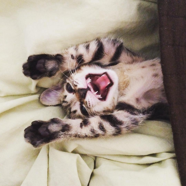 Instagram: @acatnamedpudge