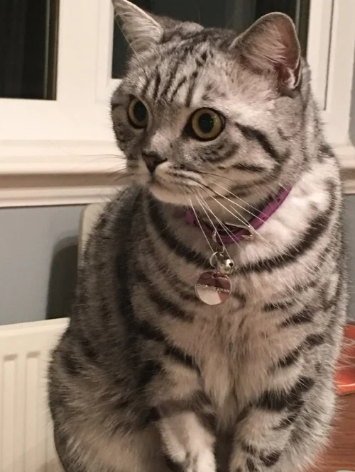 Lyra