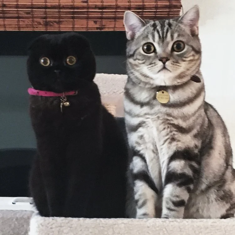 Phoebe & Keenan