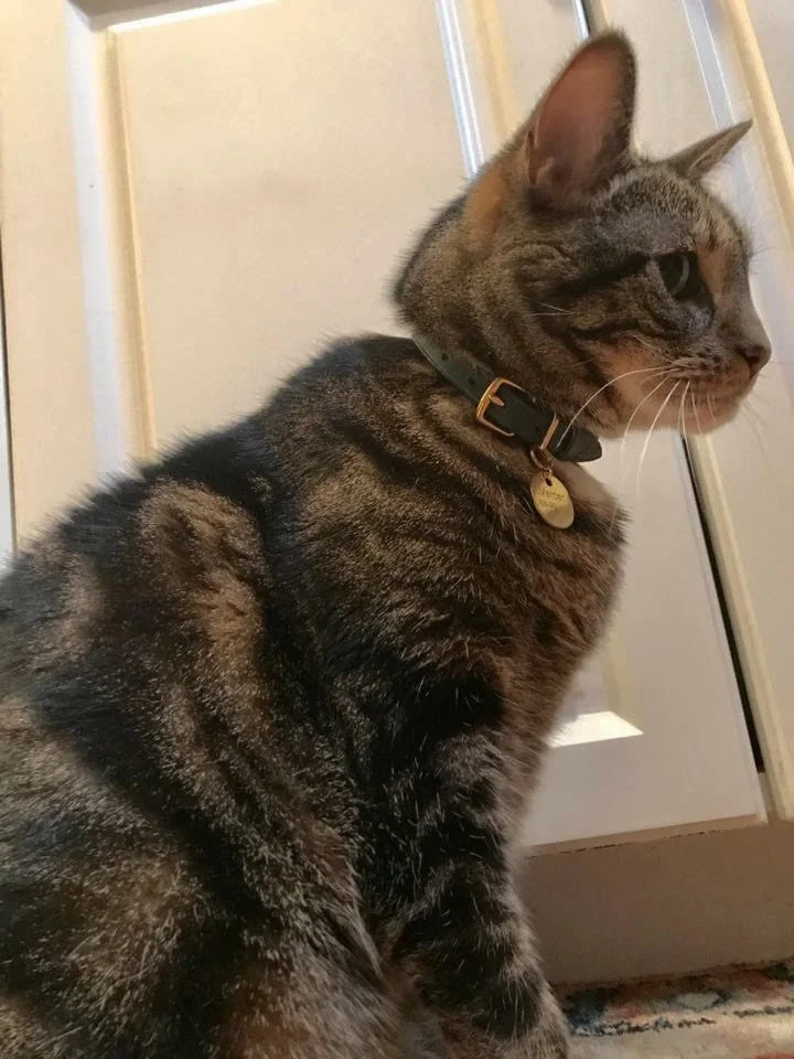 Luxury leather cat collar cheshire and wain.jpg
