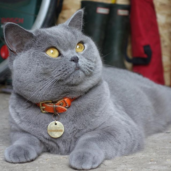 Georgie