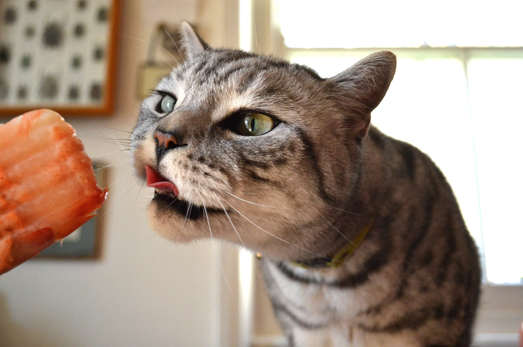 Percy enjoying his Salmon Flake 99 ice lolly!