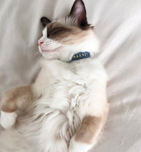 Personalised Cat Collar.png