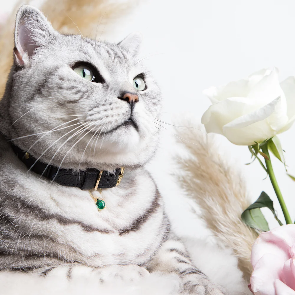 Beluga Luxury Cat Collar with Emerald 03 copy.jpg