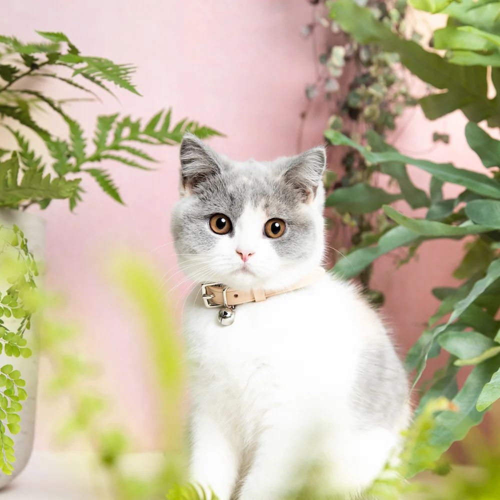 Cheshire&Wain-Designer Leather Cat Collar- Safe- Nude Cream RachelOates.jpeg