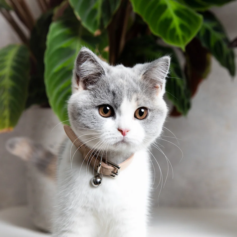 Cheshire&Wain-Luxury Cat Collar with Safety Catch - Cream Leather - RachelOates.jpeg