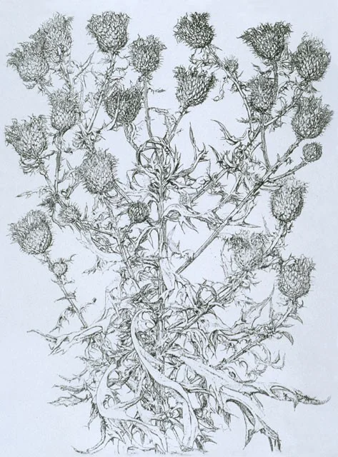 (Image: Elisabeth C. de Boor, "Common Thistle, Circium discolor," Etching, 1973, used with permission of the artist)