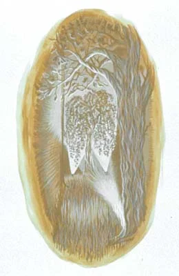 spence_trees_elm_400x.jpg
