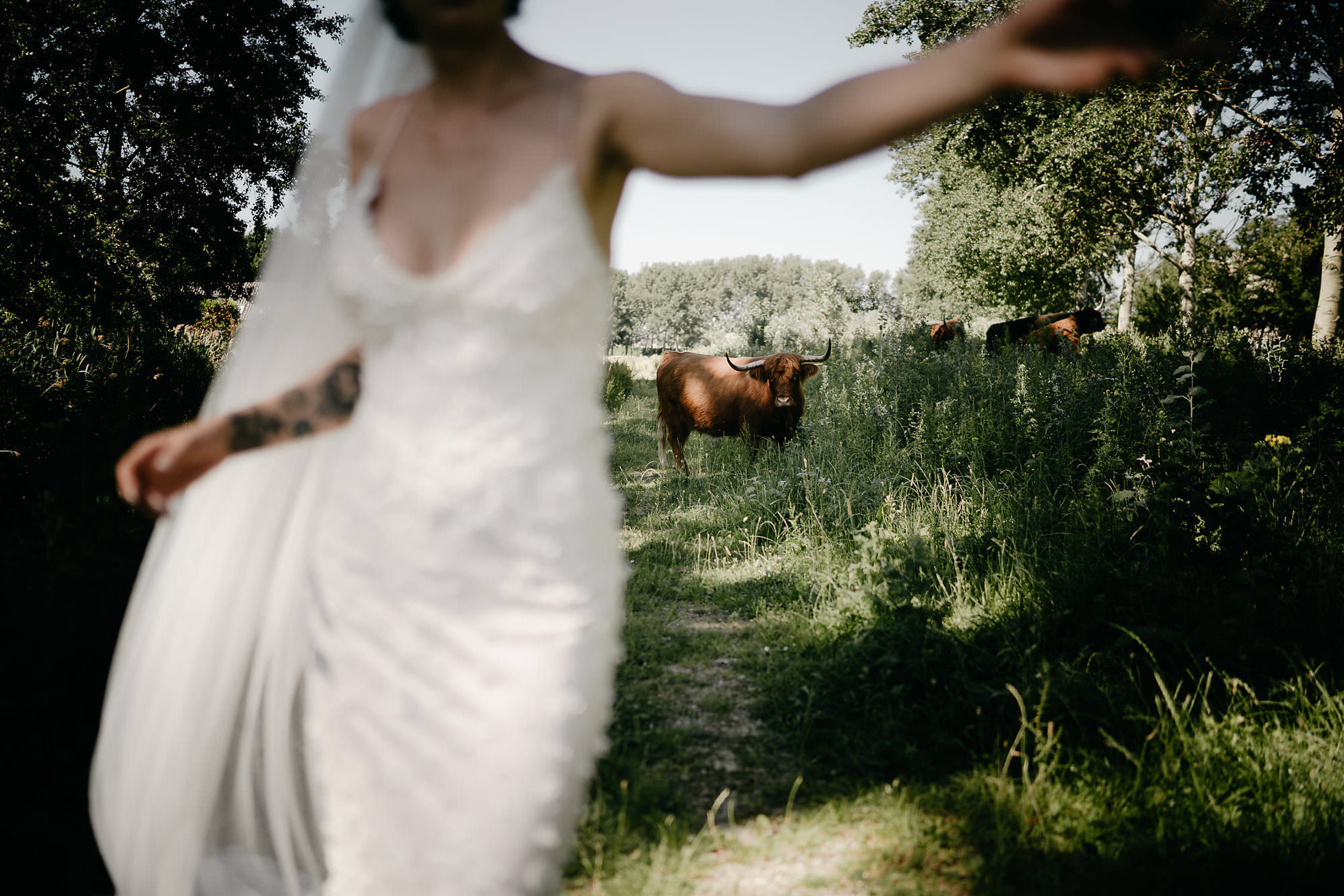 amsterdam wedding photographer photo of bride with cow