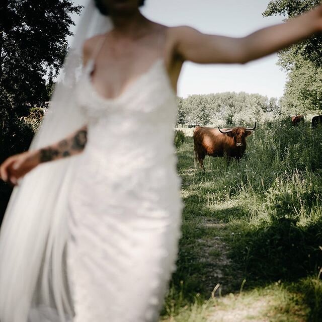 Watch out for the cows when you&rsquo;re doing your portrait shoot ! 😂 .
.
.
.
.
.
.
.
.
#amsterdamweddingphotographer #weddingphotographer #amsterdam #destinationweddingphotographer #trouwfotograaf #trouwenin2020 #touwenin2021 #marriedin2020 #marri