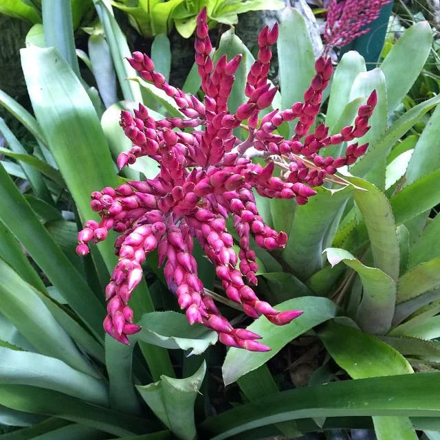 As many of you have noticed, there's a strong trend of watercolor florals in my collection. What started as a relaxing Saturday with my husband at the Singapore Botanic Gardens, turned into a day overflowing with inspiration. So lucky to have such be