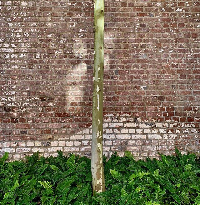 Birch, Ferns, and very old Charleston brick. #residence #southofbroad #seeingcharleston #michaelbarleyphoto #simplebeauty #texasphotographer