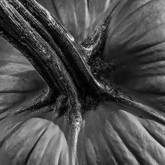 The Porch Pumpkin 2019 #fall #October #great stem #orange is cliche #Iphoneandme #michaelbarleyphoto #b&amp;w