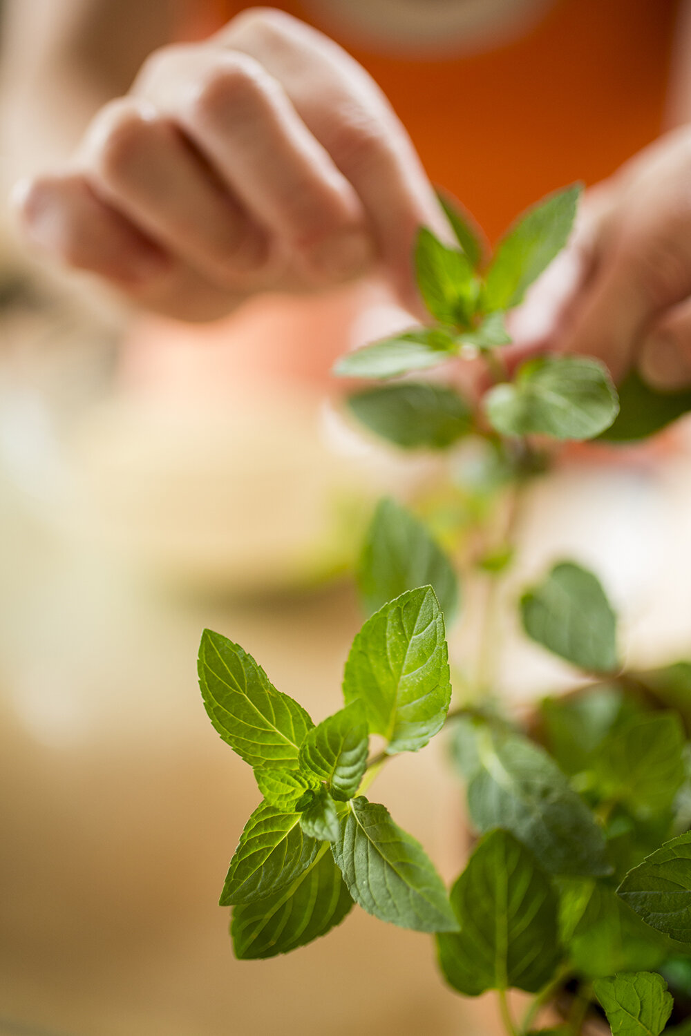 Food-herbs-mint.JPG