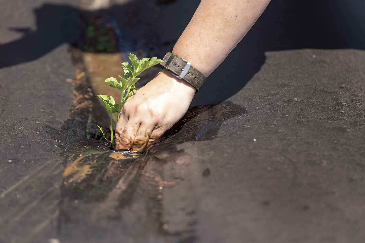 agriculture farming arkansas planting-7.JPG