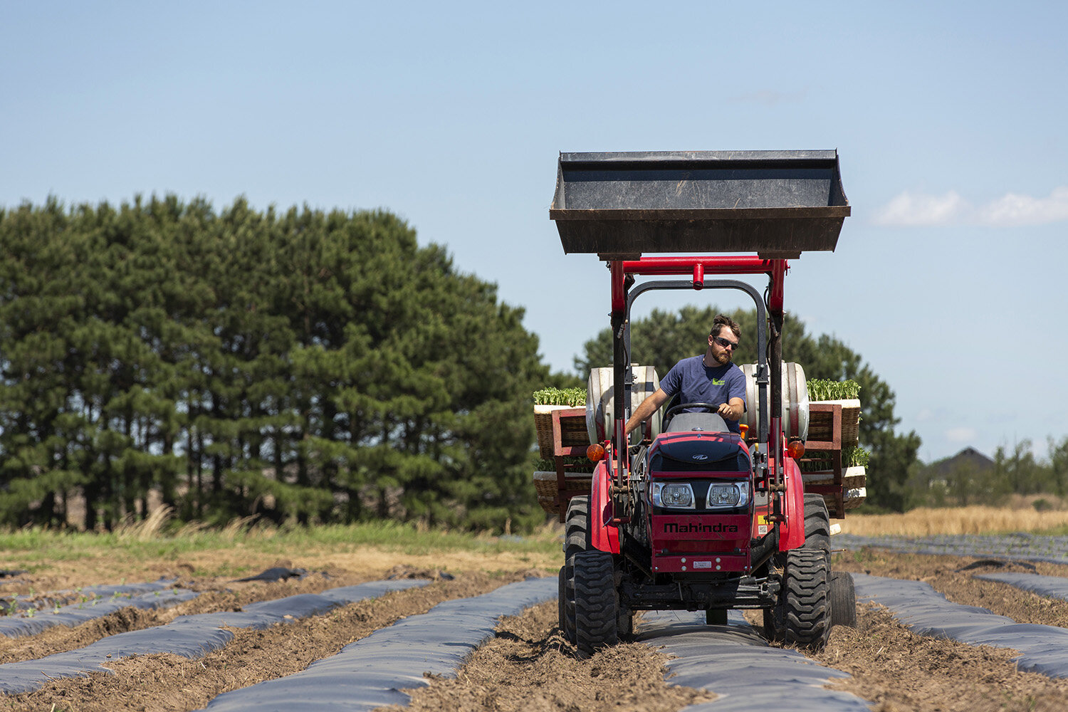 agriculture farming arkansas planting-9.JPG