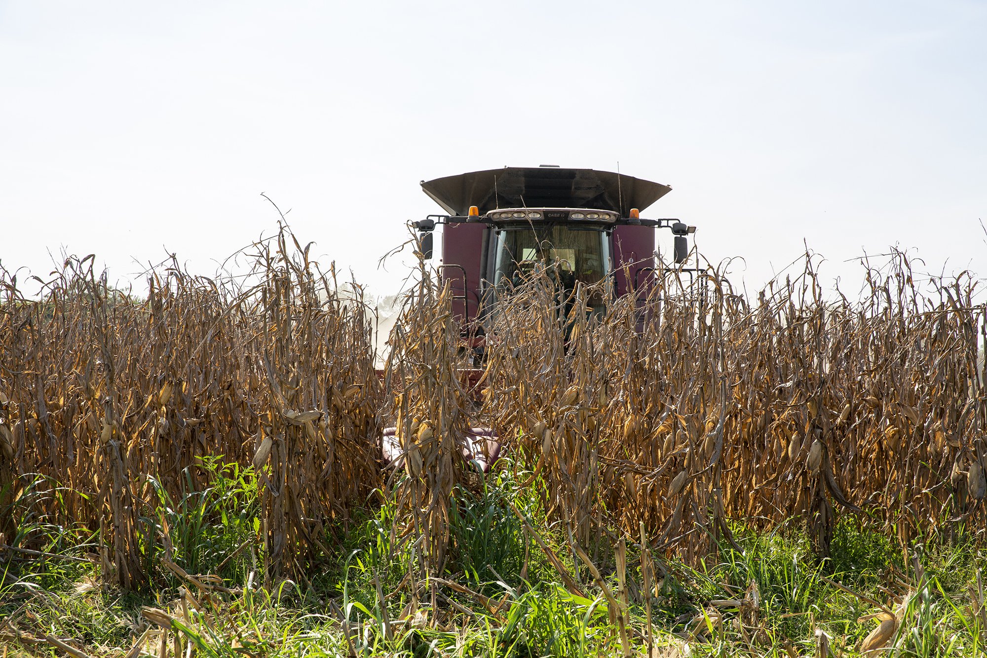 Agriculture Rural Farm Syngenta AgriEdge-20.JPG