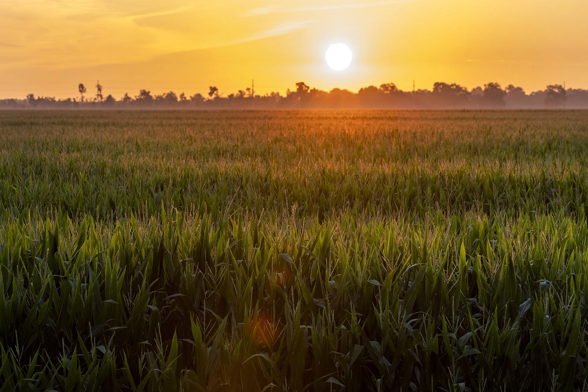 AGI-Agriculture-Industry-Jones-Farm-5.JPG