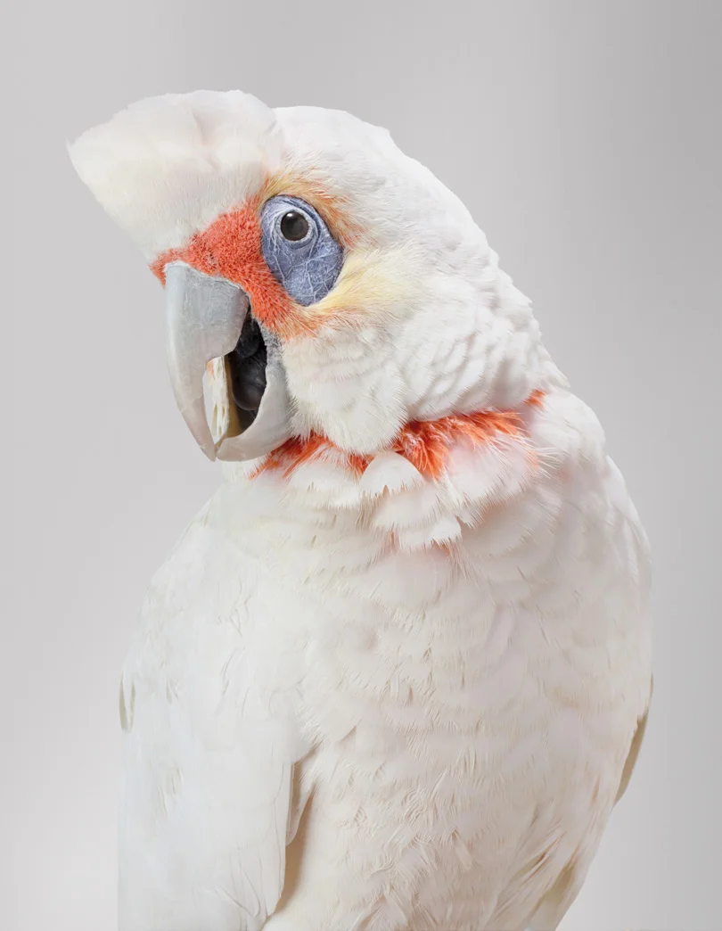 bird-4.jpg