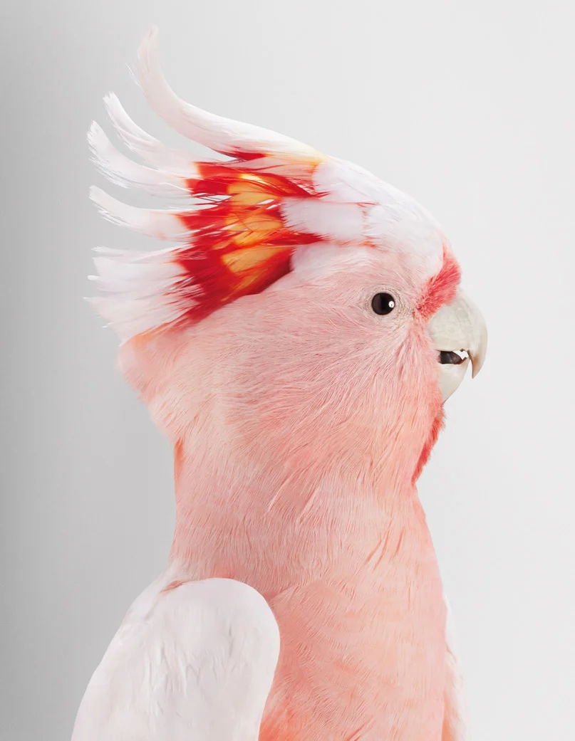 bird-7.jpg
