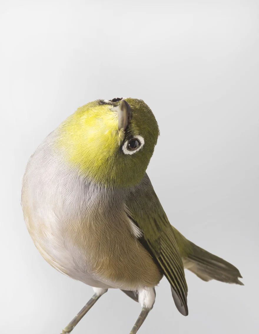 bird-9.jpg