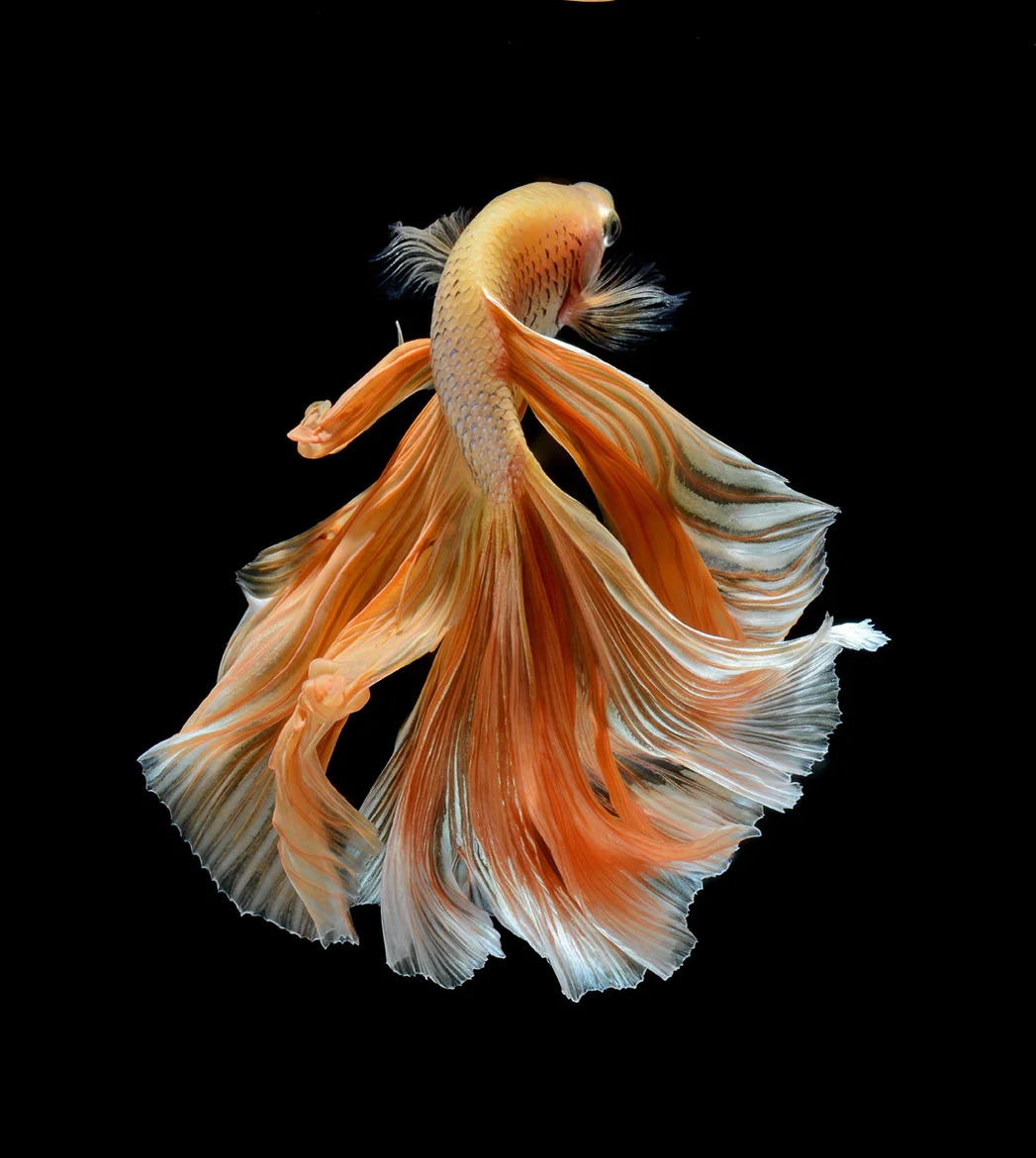 fish-2.jpg