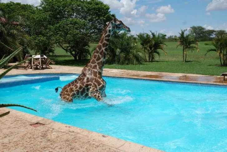 giraffe-in-swimming-pool-2-728x487.jpg