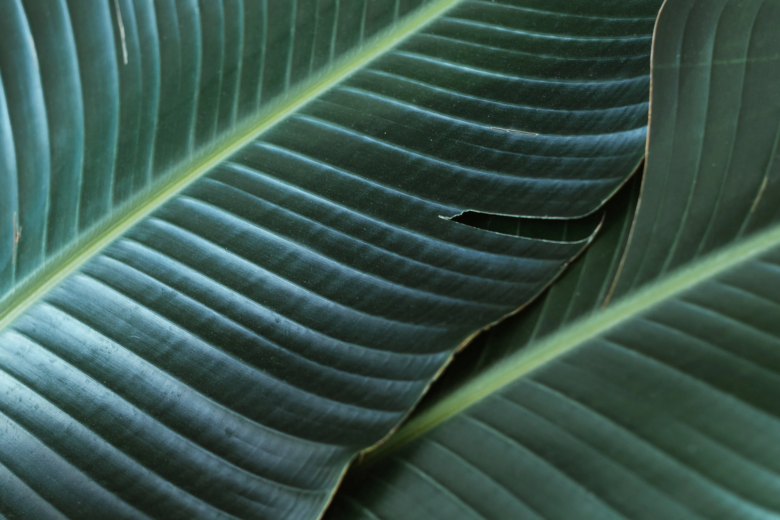 Palm Leaf 3.jpg