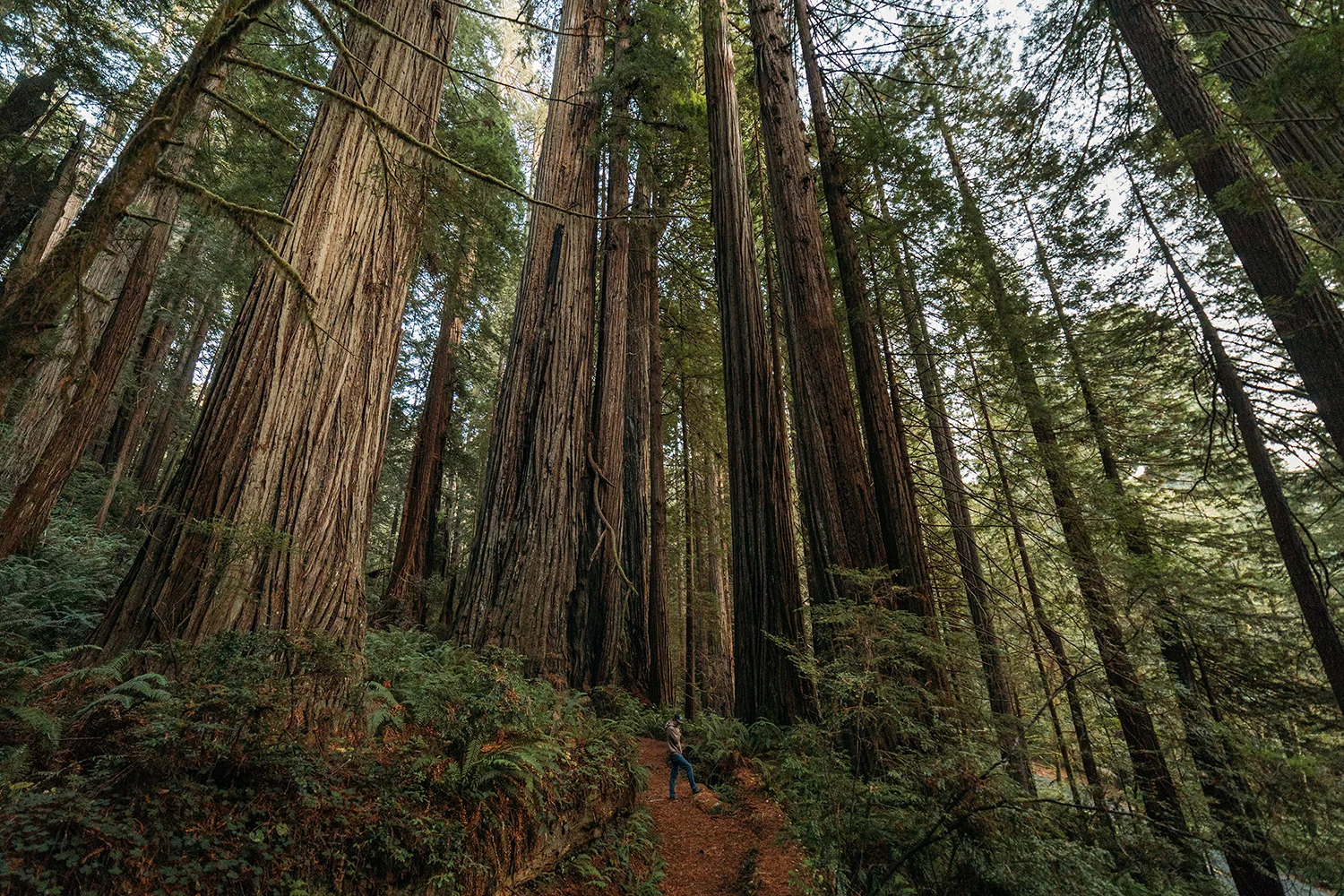 Redwoods 4.jpg