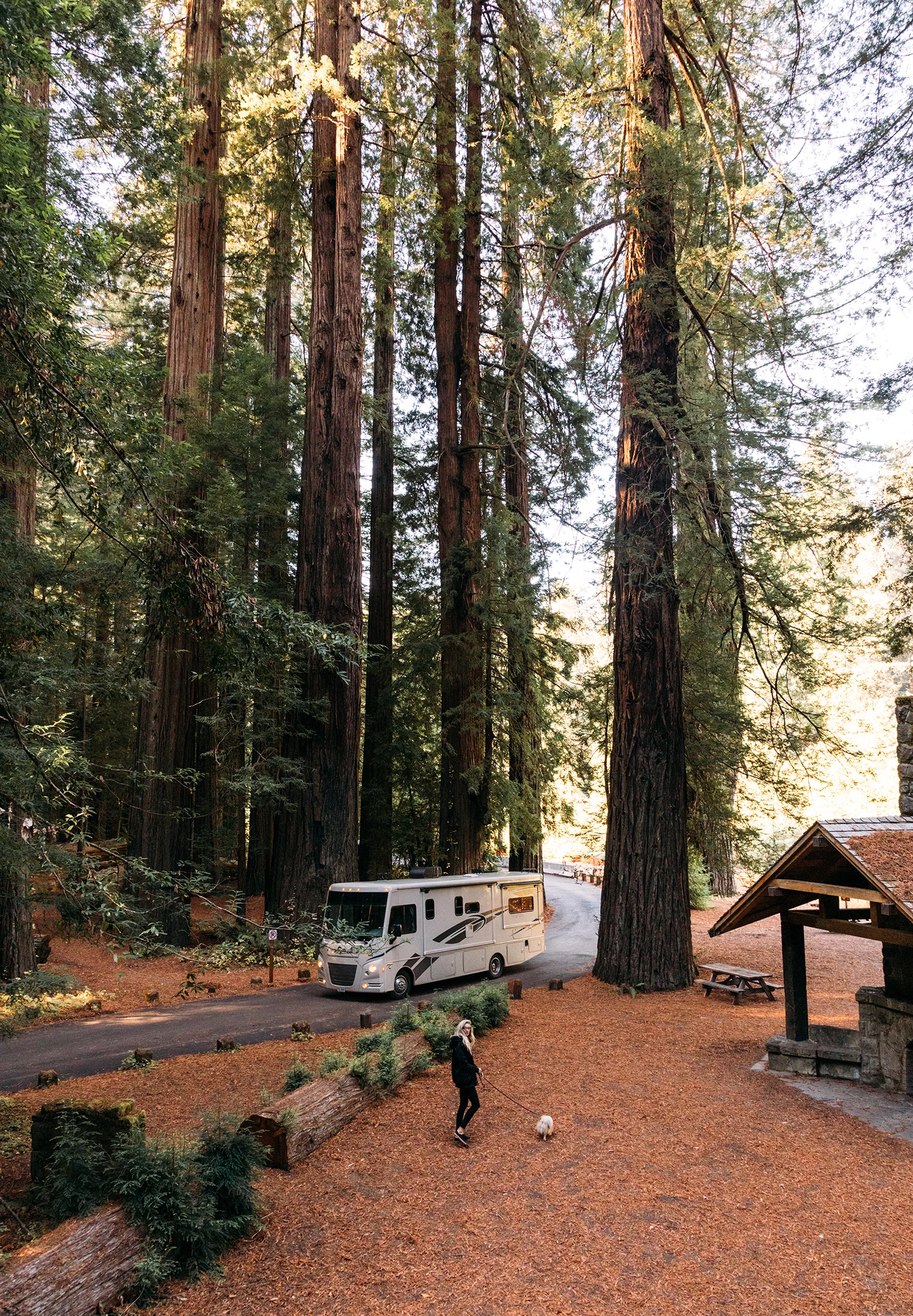 Redwoods 11.jpg