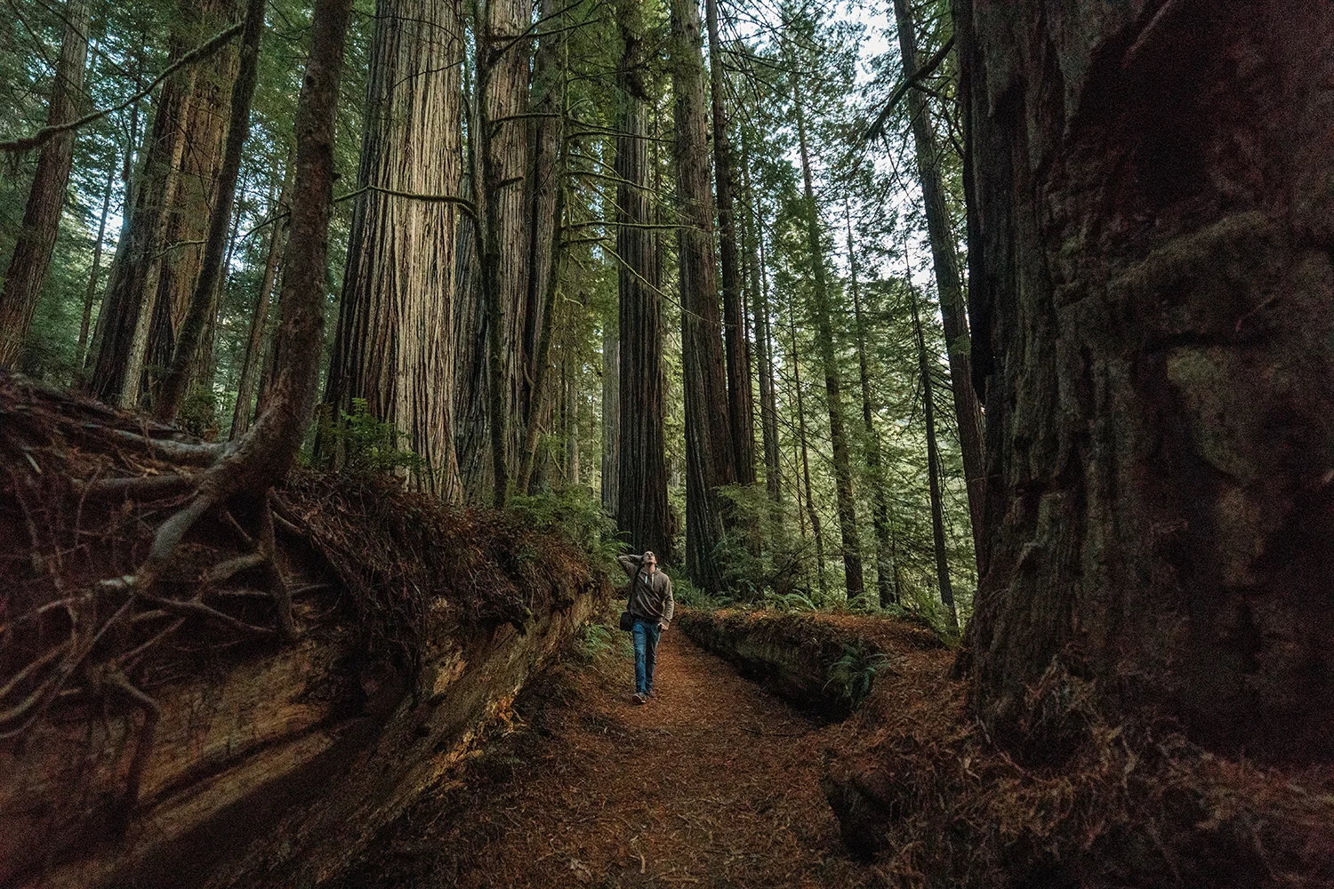 Redwoods 8.jpg