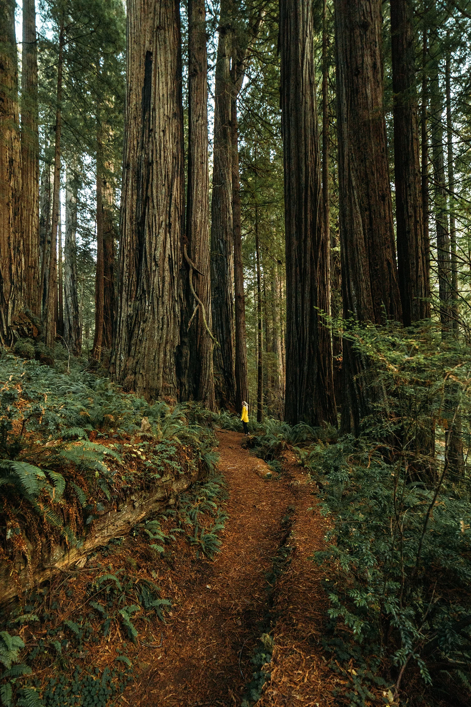 Redwoods 6.jpg