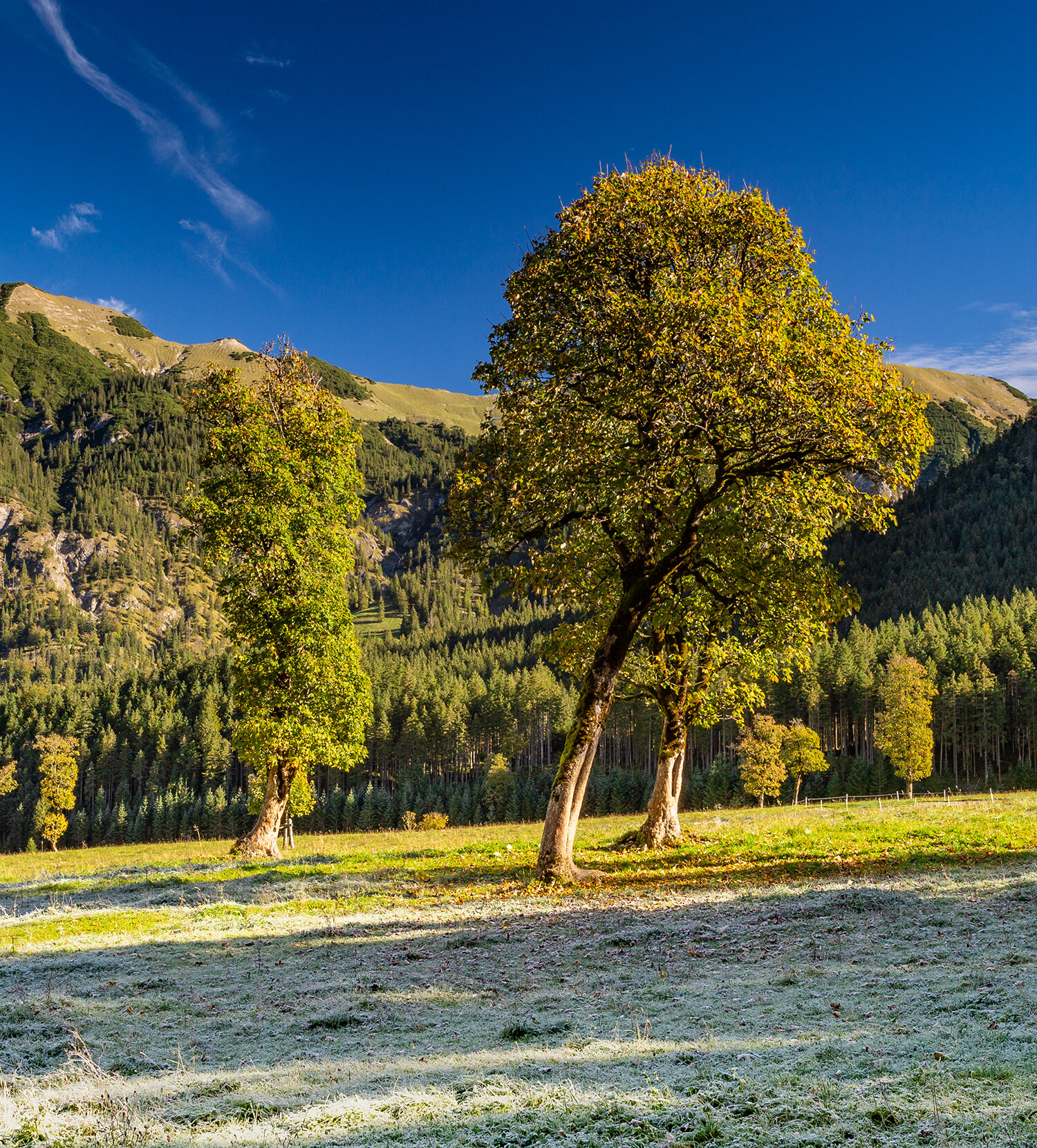 Oktober - Bergahorn im Risstal.jpg