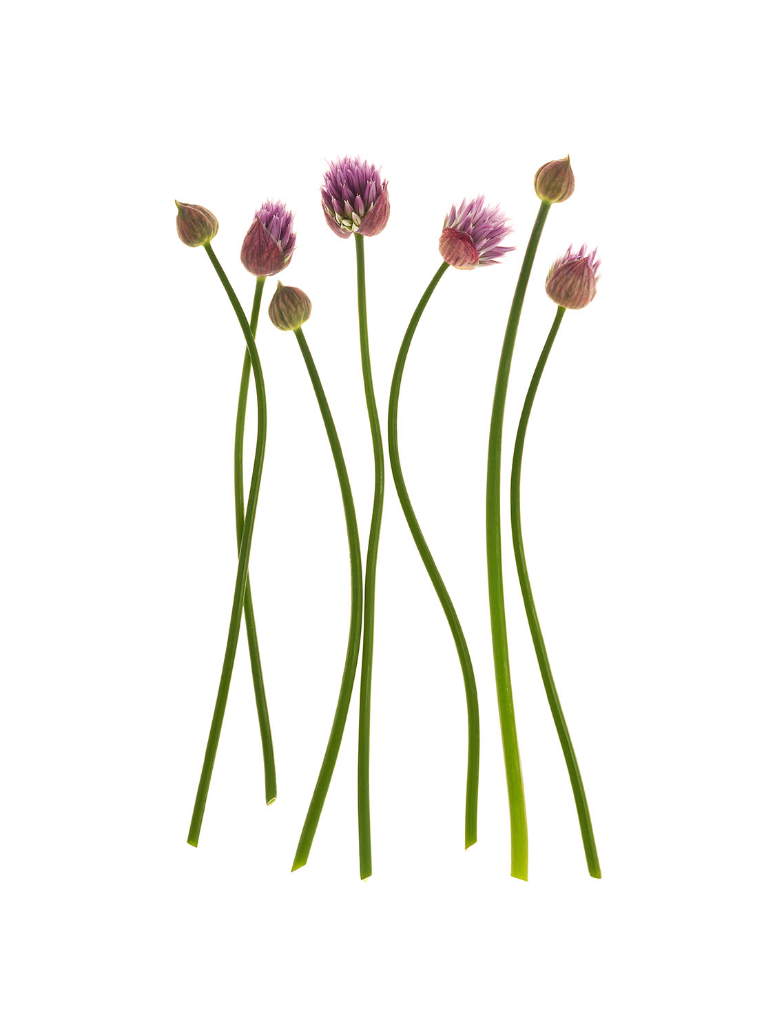 Seven Chive Flowers