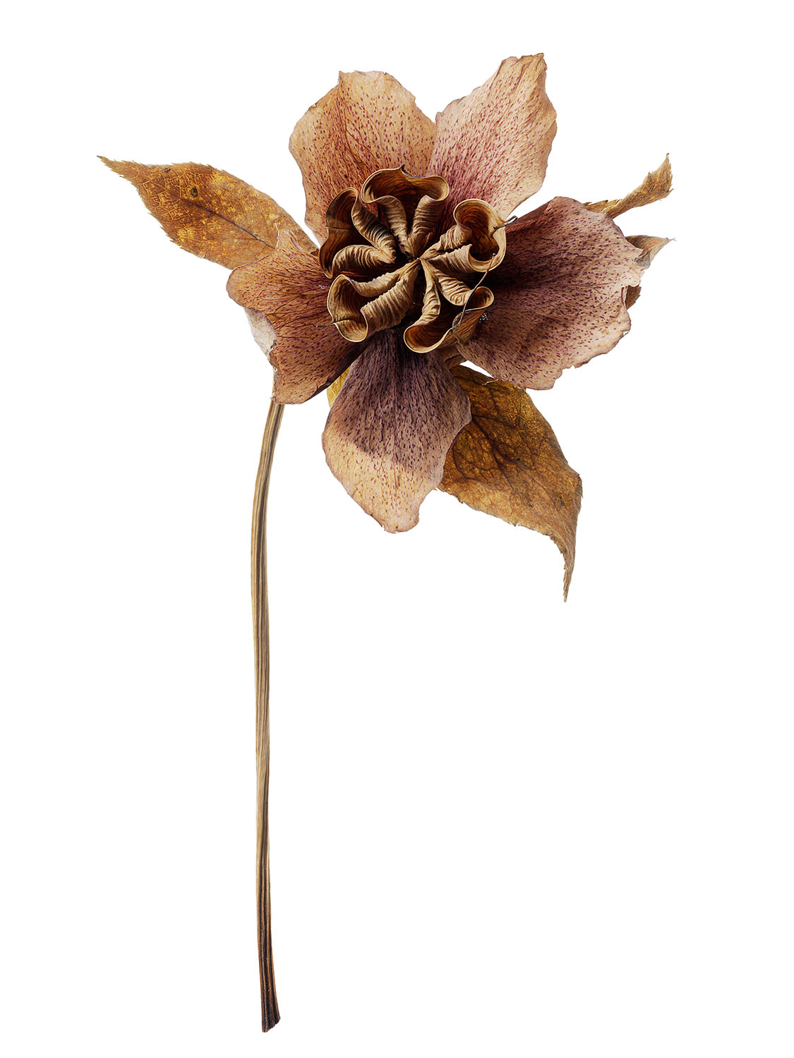 Dried Hellebore #1