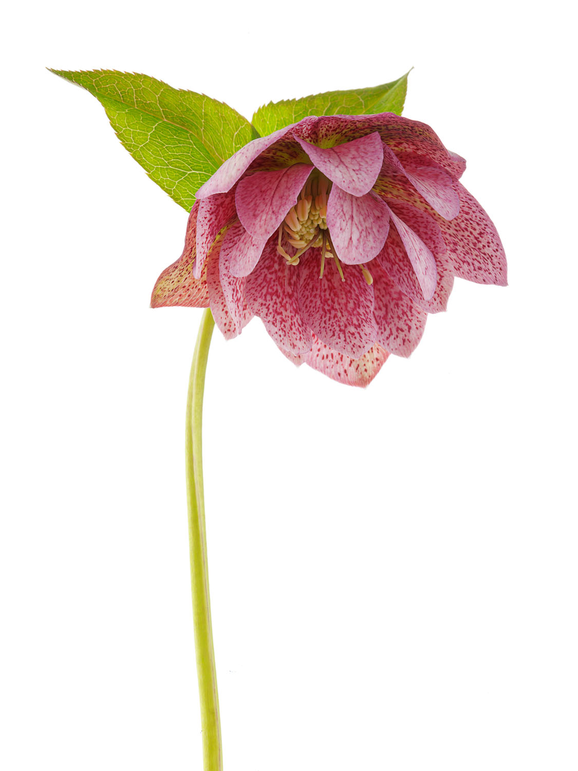 Hellebore Lenten Rose #1