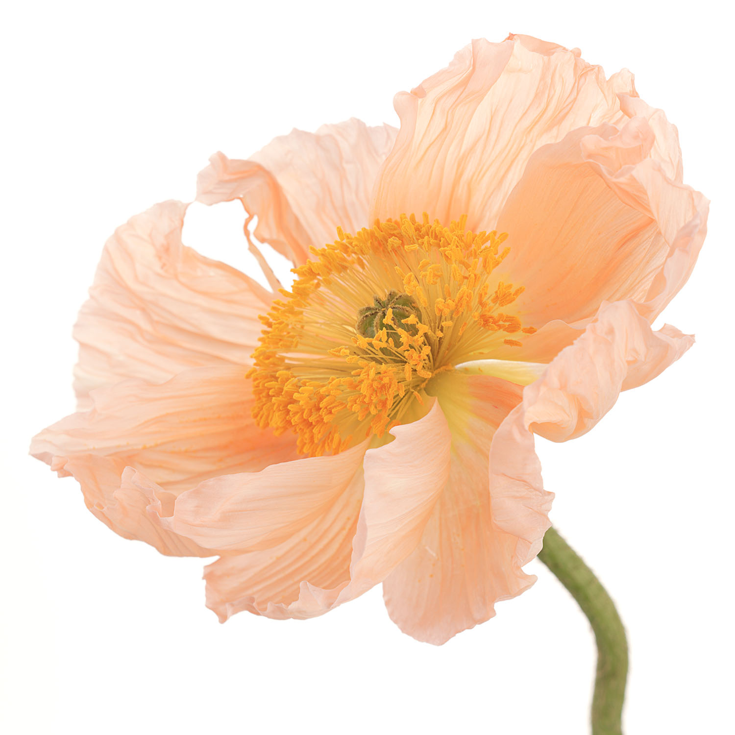 Icelandic Poppy #2